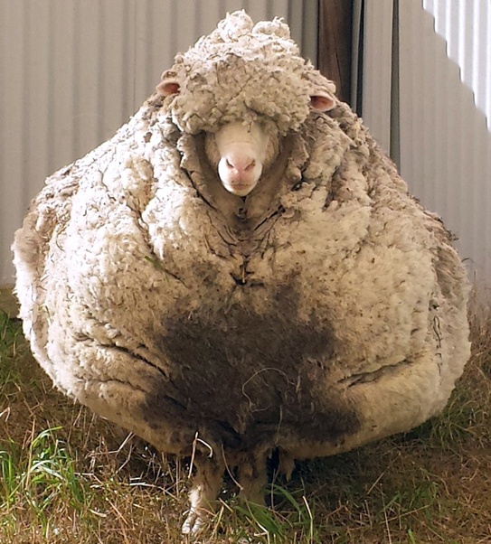 澳大利亚一羊失综六年回家，只因六年羊毛重达40多斤